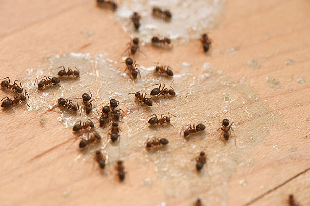 Best Spider Control Near Me  in Neptune City, NJ